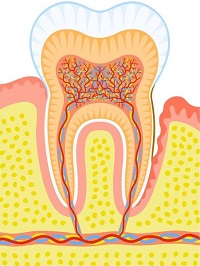 13371982 - internal structure of tooth